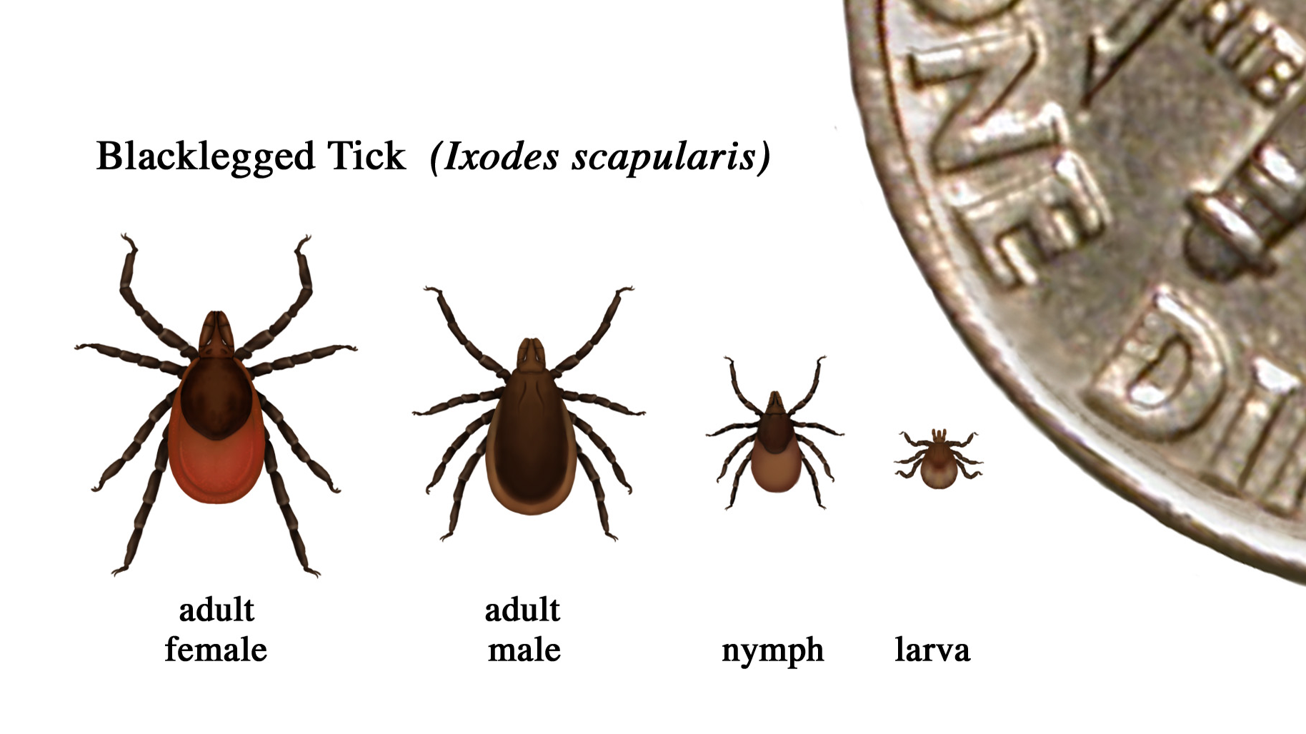 Ticks java