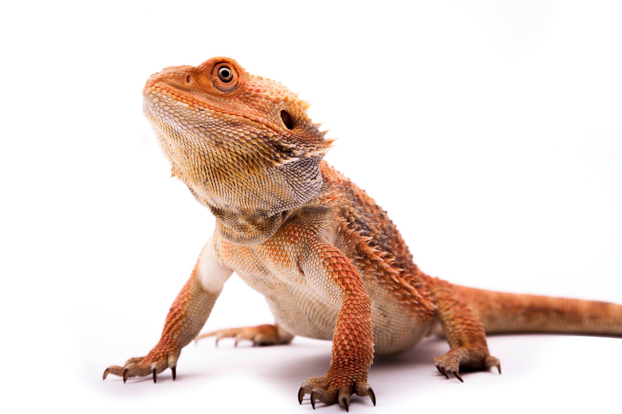 Salmonella outbreak linked to pet bearded dragons: 13 people in 8 ...